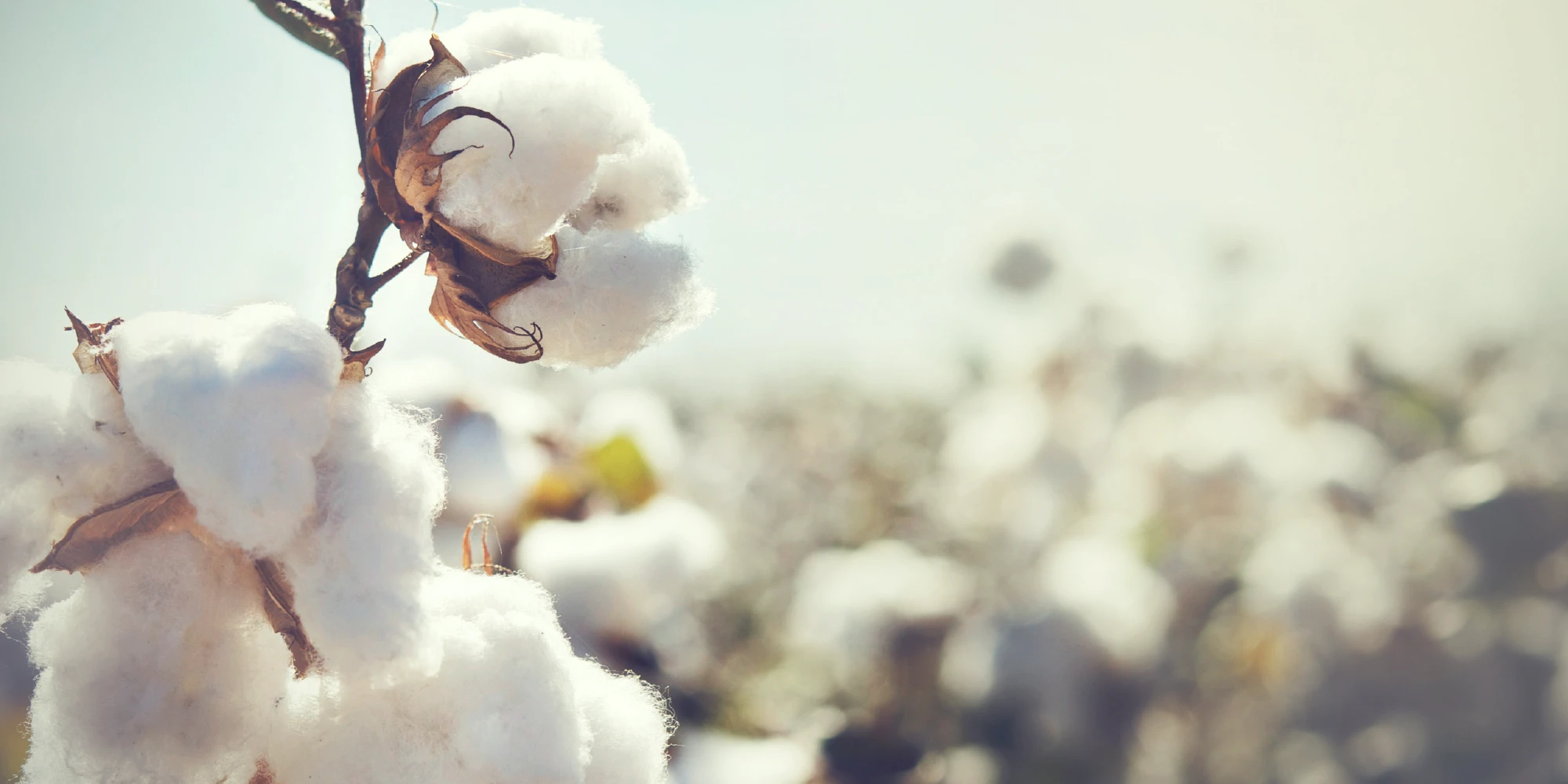 Wat maakt katoen geschikt voor fijn beddengoed?